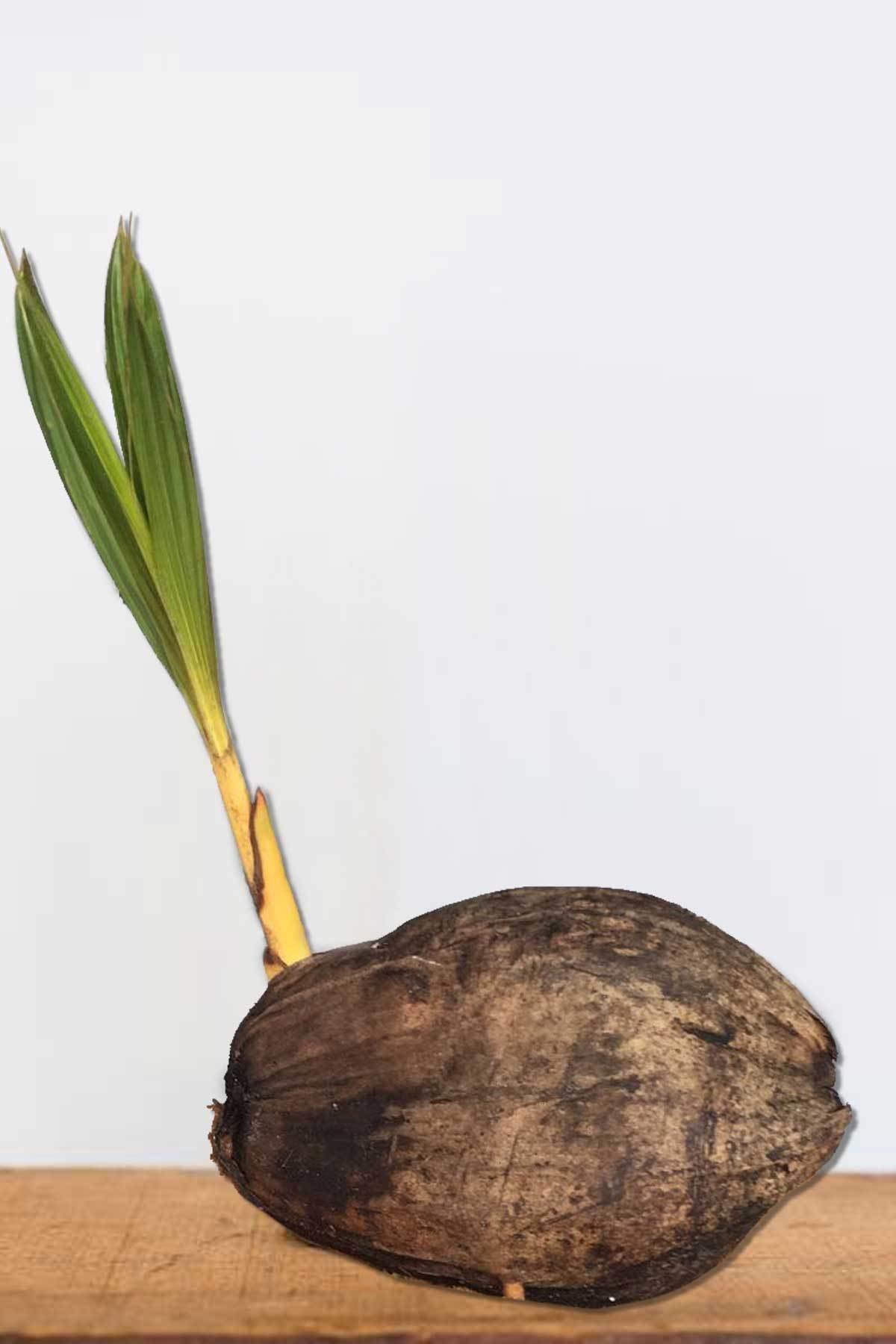 Amazon.com: 椰子樹,黃色(不含Ca),36 英吋(約91.4 公分) : 露臺、草皮